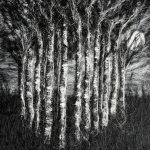 Dark Forest