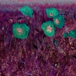 Fields