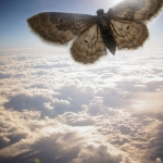 Flight