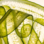 Licht vang de herinnering van een vrucht