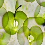 Waar licht het vruchtvlees leest