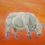 charolais stier