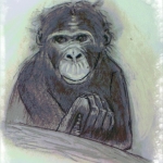Bonobo Bili