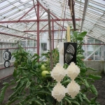 Greenhouse with tomatoes 2