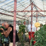 Greenhouse with tomatoes 4