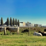 Onder de blauwe hemel