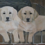 labradors