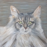 Maine Coon