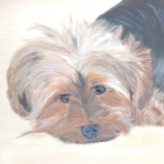 Yorkshire terrier