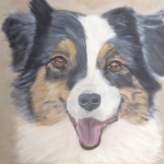 Australian Shepherd