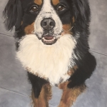 Berner sennenhond Bikkel