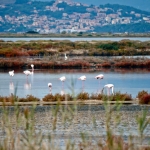 Franse Flamingo's