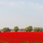 Rood in Heense Molen