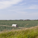 Landbouw Heense Molen 2