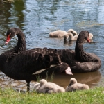 Teder, zwart en zacht