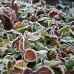 Wintertuin 1