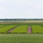 Jong, volwassen, oud 1