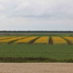 Jong, volwassen, oud 2