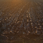 Landschap Heense Molen 9