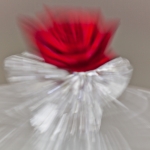 Dancing Red Rose 3