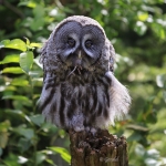 Great Grey Owl