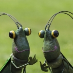 Grasshoppers