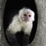 White throated Capuchin