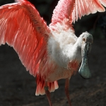Spoonbill