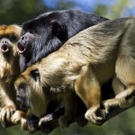 Howler monkeys