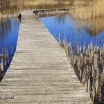 Woodenbridge Beekbergerwoud