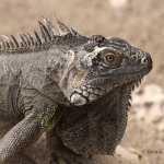 Iguana