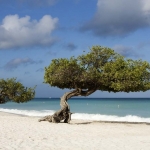 Fofoti trees, Aruba