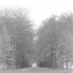 Tree lane Het Loo