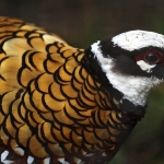 Pheasant