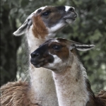 Llama's