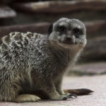 Meerkat