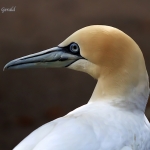 Gannet