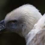 Head of Vulture