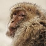 Common macaque