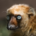 Blue eyed lemur
