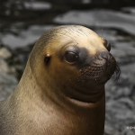 Sea Lion