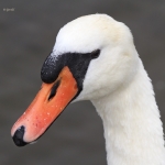 Mute swan
