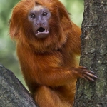 Golden Lion Tamarin
