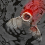 Koi Carp