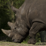Rhino