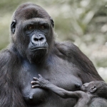 Gorilla mother with child