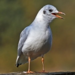 Seagull