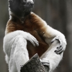 Crowned Sifaka