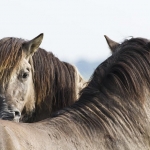 Konik horses