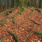 Treeroots